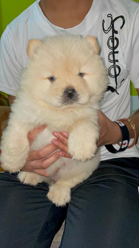 Chow Chow Puppy — photo 2