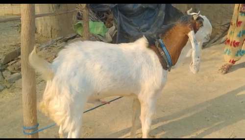 Kota Goat — photo 4