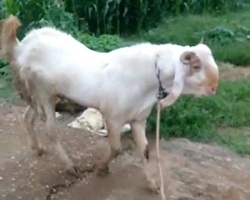 Kota Goat — photo 2
