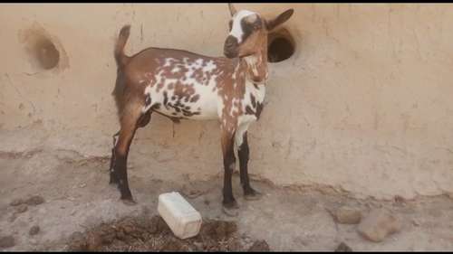Barbari Goat — photo 2