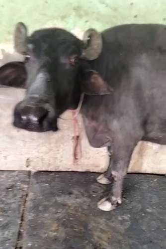 Female calf Buffalo