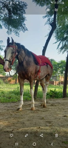 Chambi Mare  — photo 2