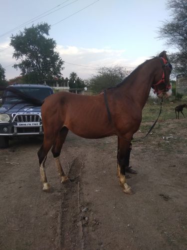 Horse Full Trend Dancing & Riding — photo 2