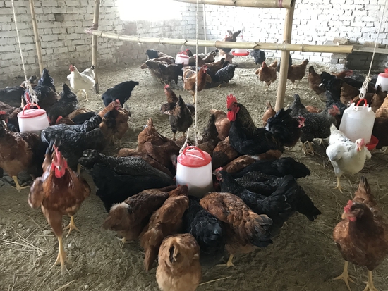 Hen — KUROLIER LAYER HENS, Uttar Pradesh, India