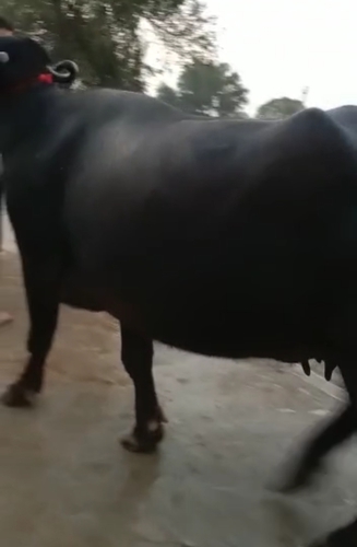 Murrah Buffalo — Buffalo for sale in Eshar, Bandi, India