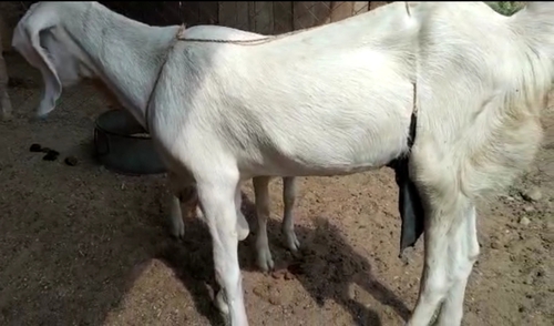 Sojat Bakri — photo 2