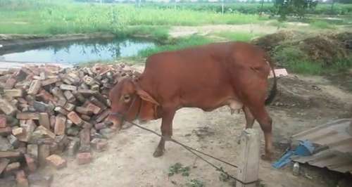 Sahiwal — photo 4