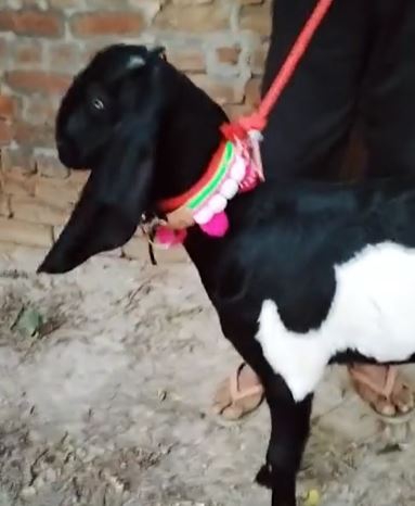 Beetal Goat — photo 2