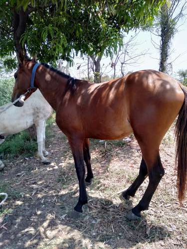 Sindhi Vachera Horse — photo 6