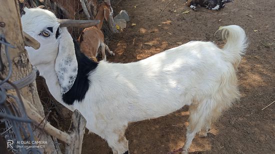 Goat — photo 2