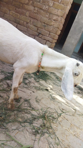 Gulabi goat — photo 2