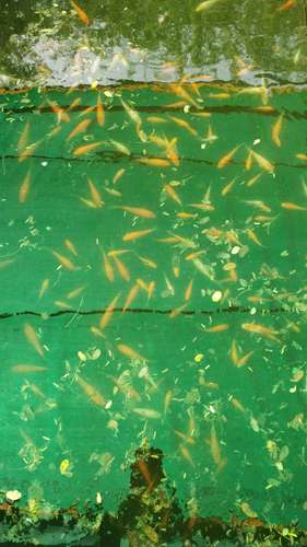 Gold fish,koi carb,tiger shark — photo 4