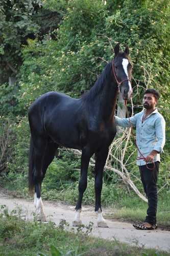 Marwadi horse — photo 2