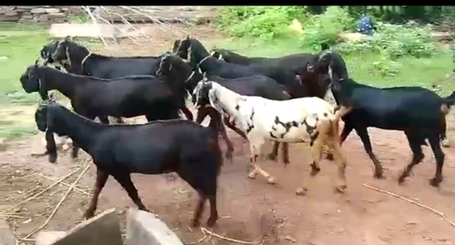 Kota Goat — photo 5