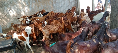 All Breed Goats Available — photo 2
