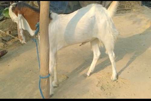 Kota Goat — photo 2