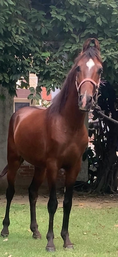 Marwari Horse Colt — photo 4