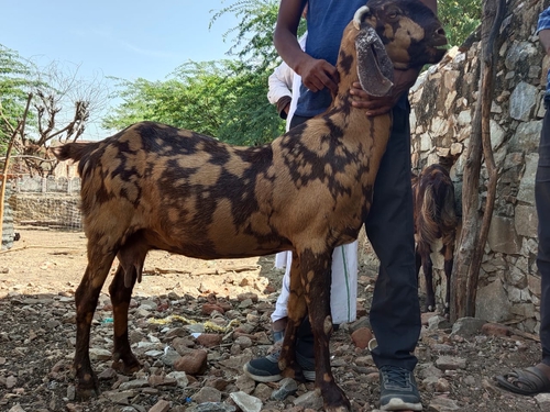 Sirohi Goats — photo 3