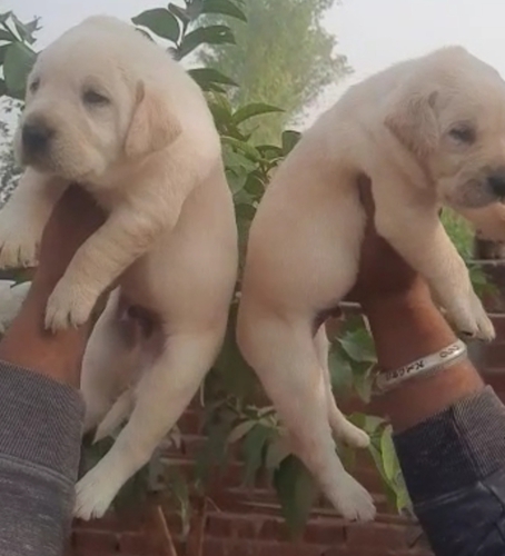 Golden Labrador Puppy — photo 2