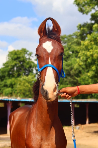 Beautiful filly horse