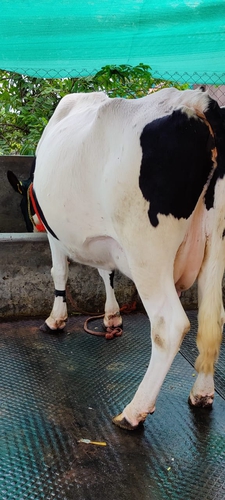 Cow — photo 2