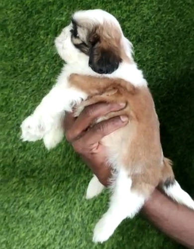 Shitzu Puppy — photo 2