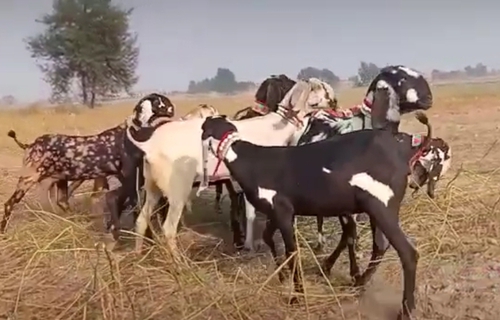 Ajmeri, gujri, Sirohi Goat — photo 2