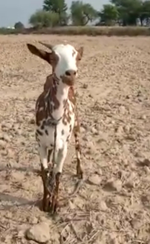 Barbari Goat — photo 3