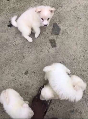 Dog — American Eskimo Puppy🐶, Warri, Nigeria