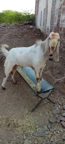 Breeder Goat — photo 2