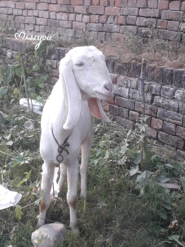Gulabi Patira Goat — photo 3