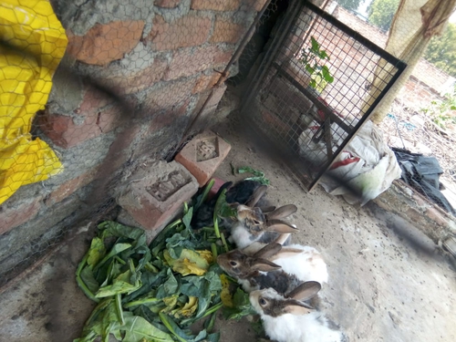 Rabbit — Rabbit, Uttar Pradesh, India