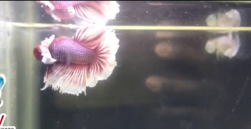Dumbo ear Fish — photo 4