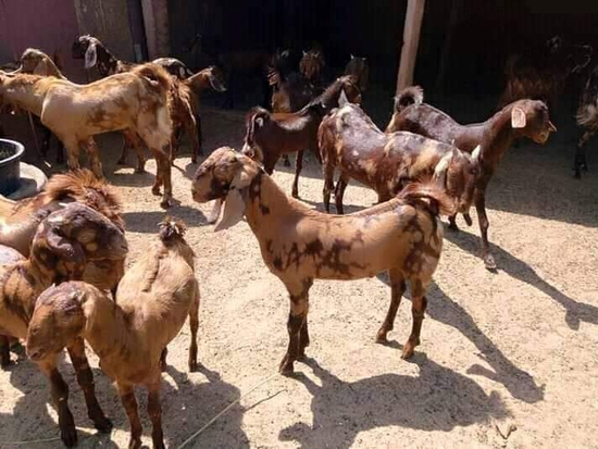Goat farming — photo 3