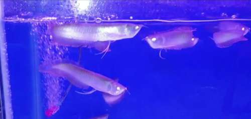 Arowana Fish