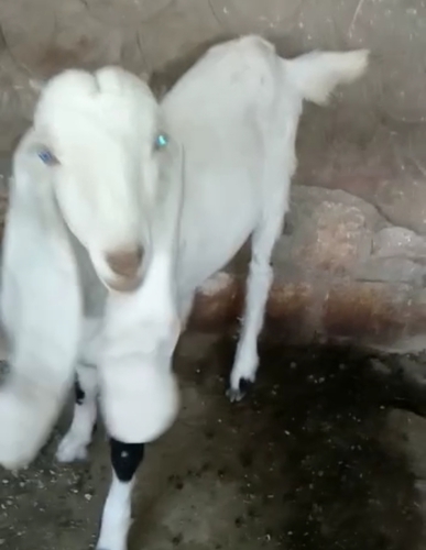 Haidrabadi Goat — photo 2