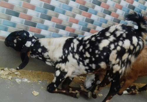 Male goat