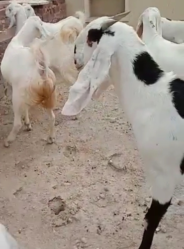 Sojat Goat — photo 2