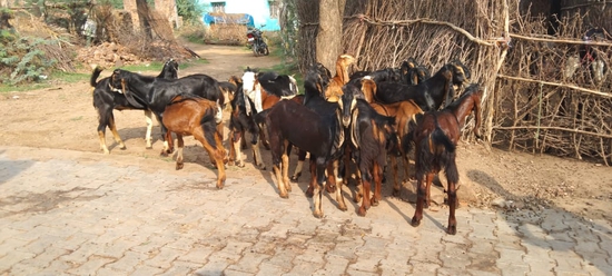 Kota goat