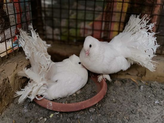 Pure lakke pigeons — photo 2