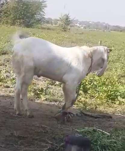 Kota/desi breed — photo 2