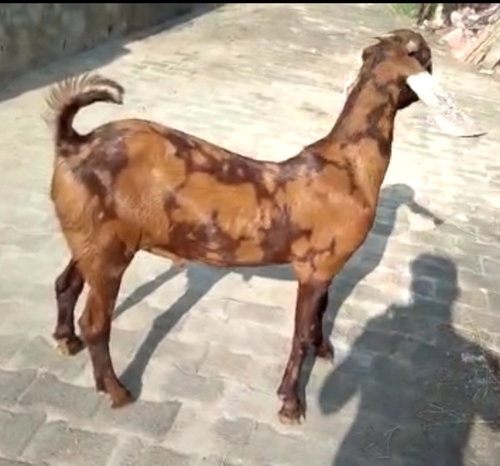 Sirohi Goats — photo 3