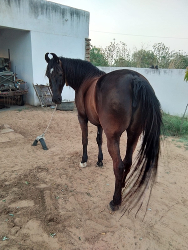 Marwari horse
