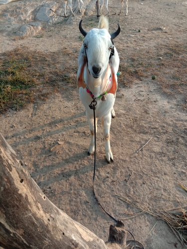 Goat — photo 3