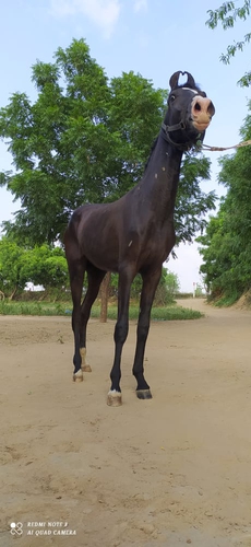 Marwadi horse