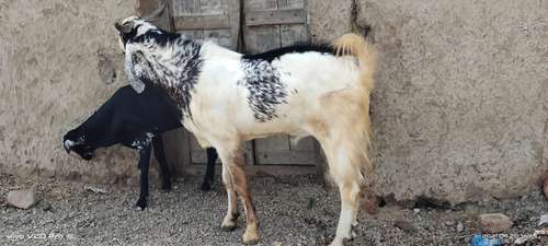 Kota Goat — photo 4