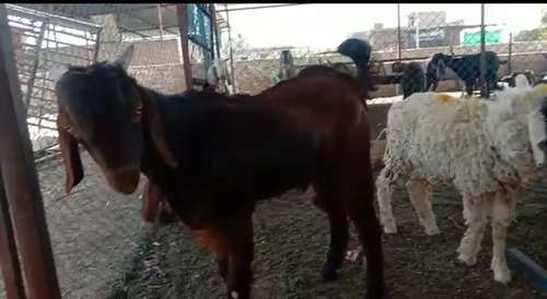 Sirohi Goat — photo 2