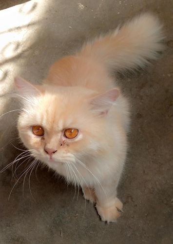 Male Persian Cat In Golden Colour — photo 5