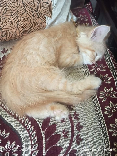 Parsian cat