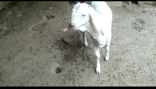 Patira Baby Gulabi Goat — photo 6